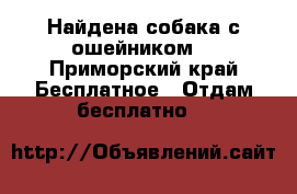 Найдена собака с ошейником. - Приморский край Бесплатное » Отдам бесплатно   